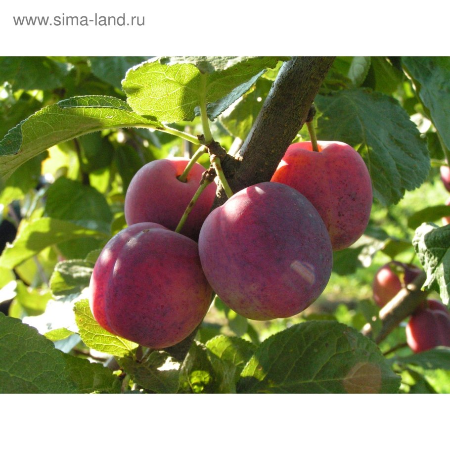 Алыча скороспелка