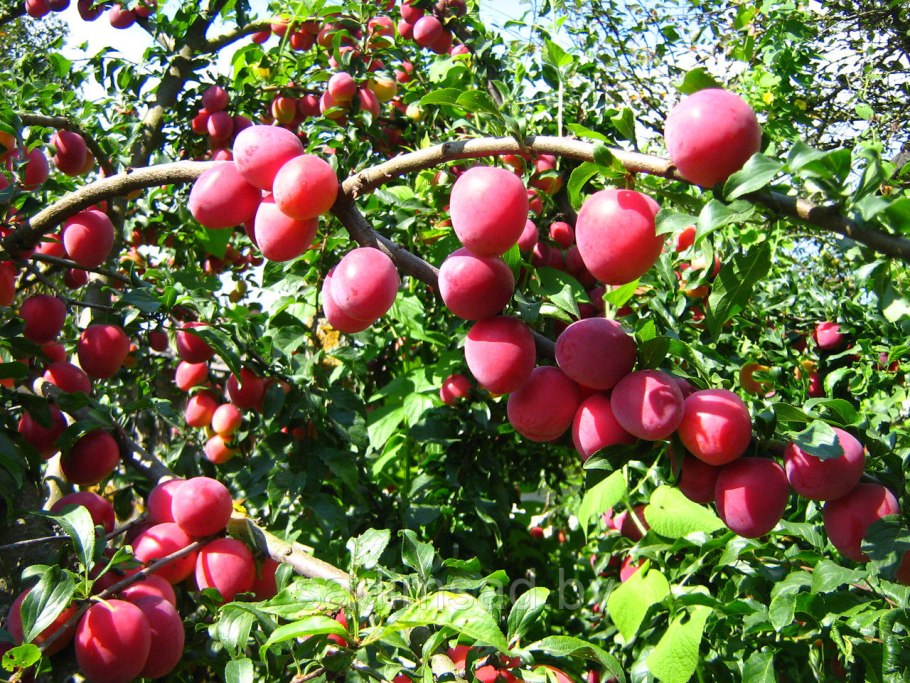 Сорт Ренклод Альтана