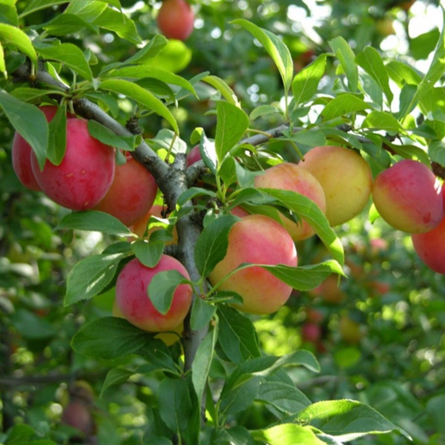 Алыча Оцарк премьер