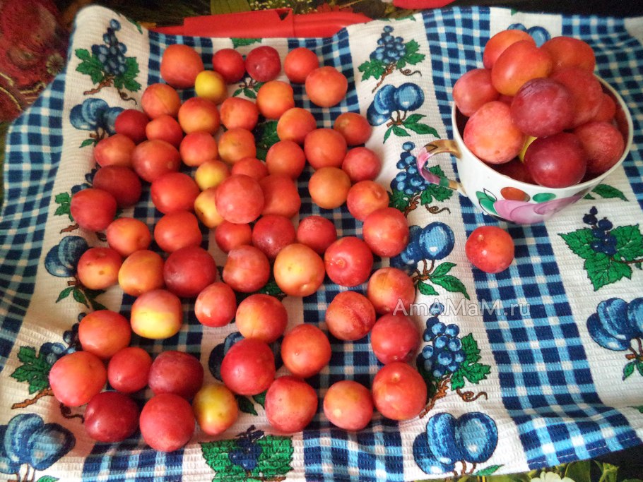 Слива Формоза дерево