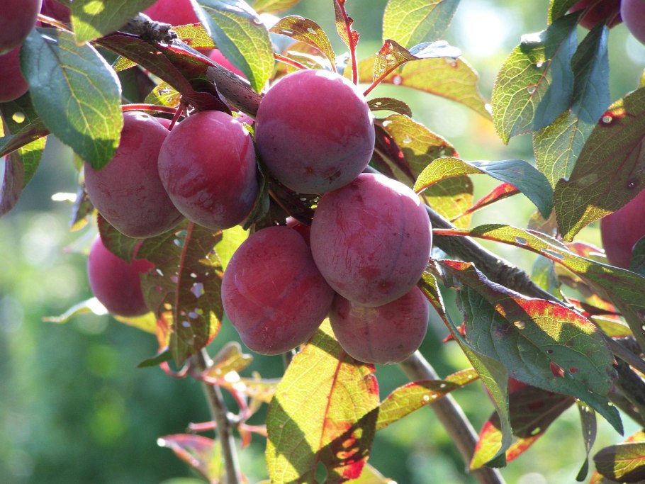 Слива колоновидная Империал
