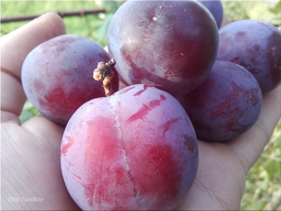 Слива Скороплодная