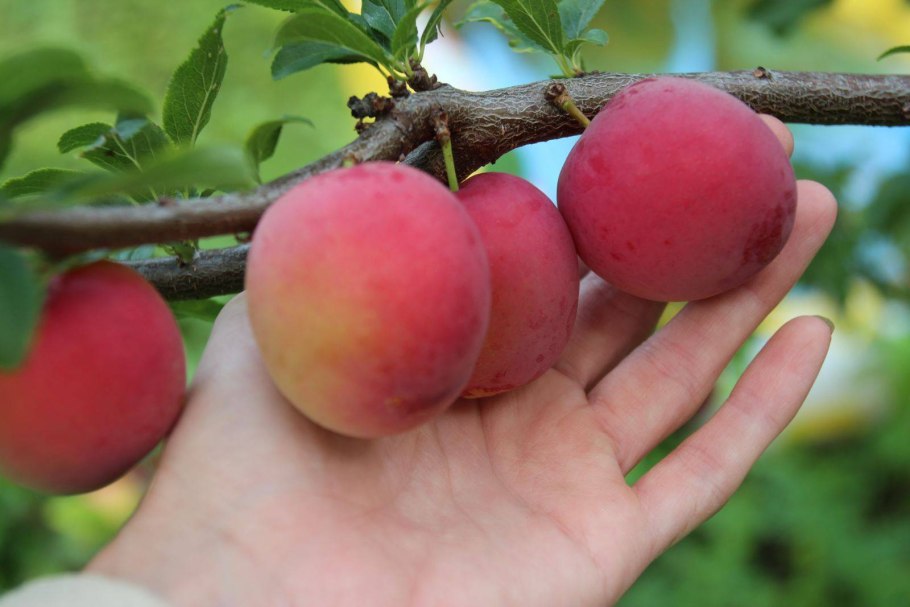 Алыча поспевшая