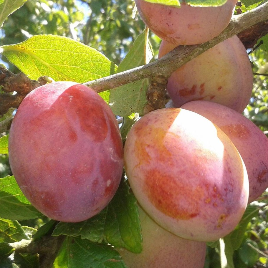 Алыча сорт Клеопатра