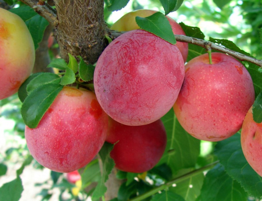 Алыча Нектаринная ароматная