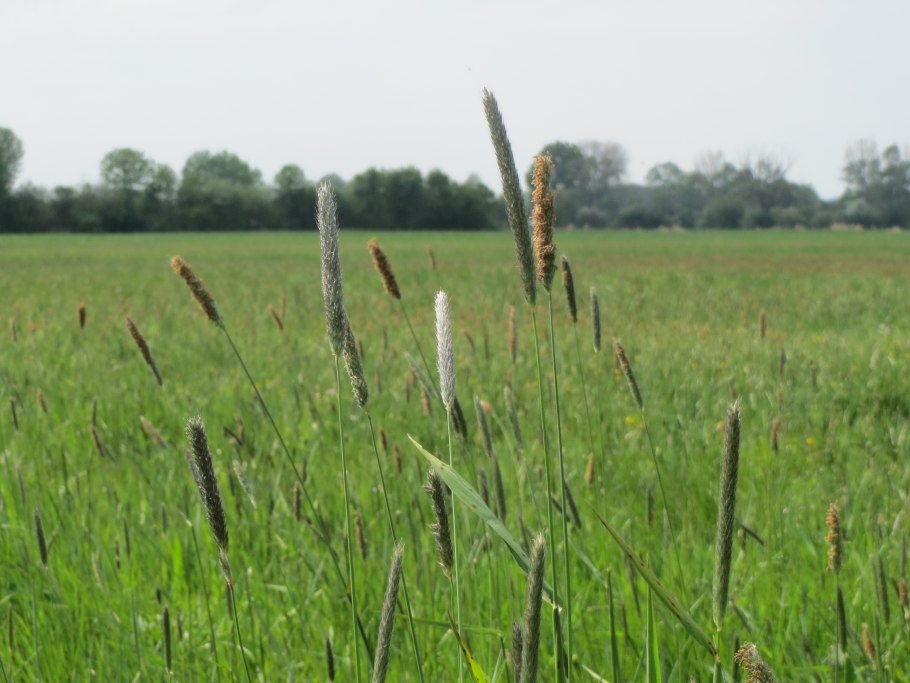 Луговые злаки