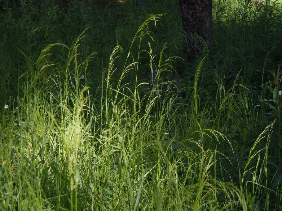 Мятлик Луговой (POA pratensis)
