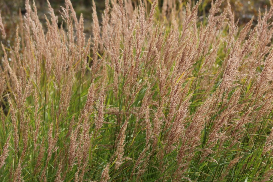 Anthoxanthum odoratum l.