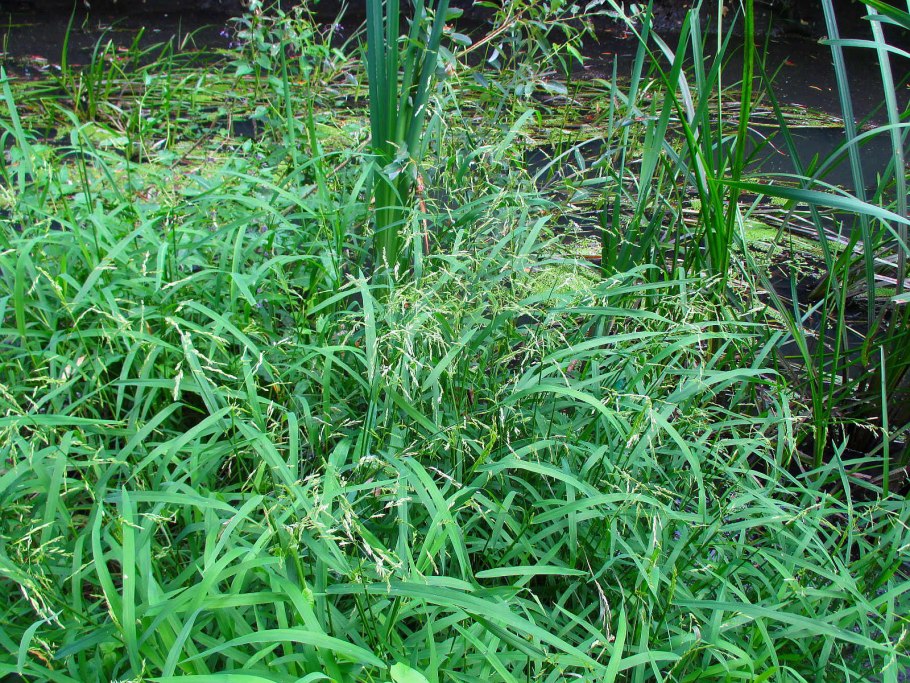 Ежа сборная и мятлик Луговой