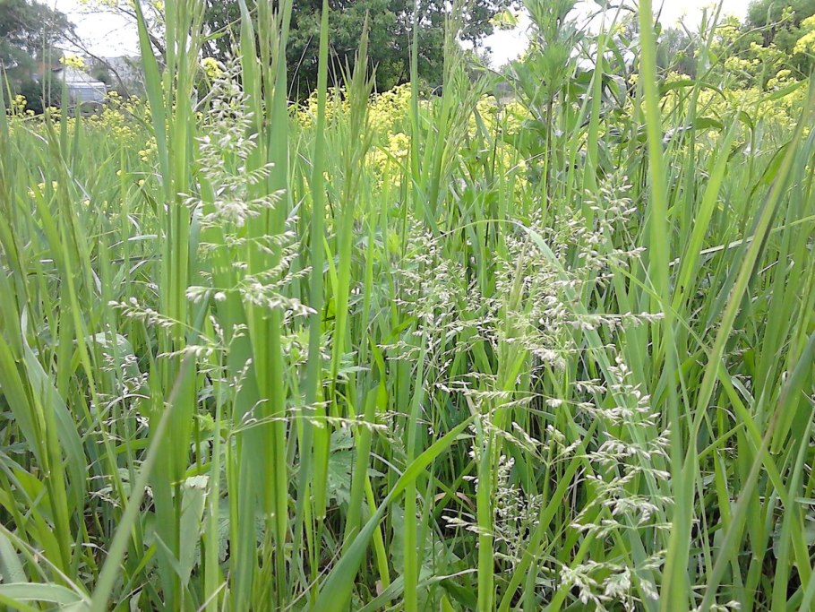 Phleum phleoides Тимофеевка Степная