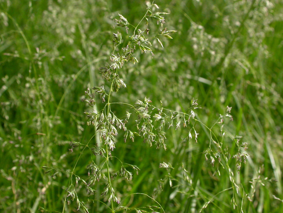 Ежа сборная Dactylis glomerata l.