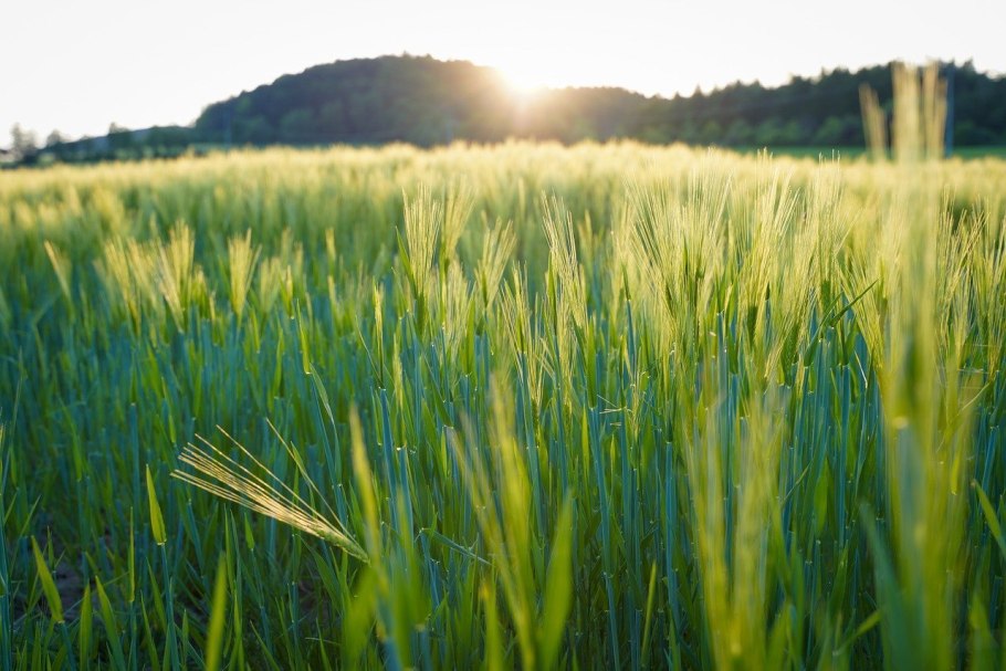 Ячмень гривастый (Hordeum jubatum)
