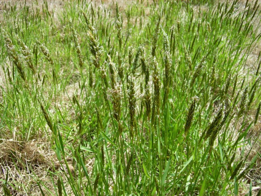 Мискантус Полевица