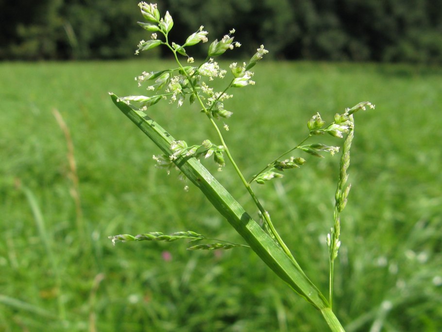 Ковыль пшеничный