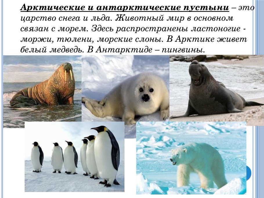 Природная зона арктические и антарктические пустыни