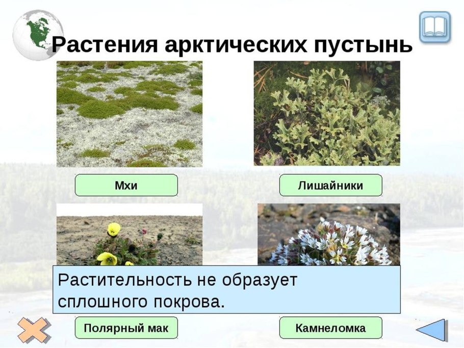 Азорелла компактная