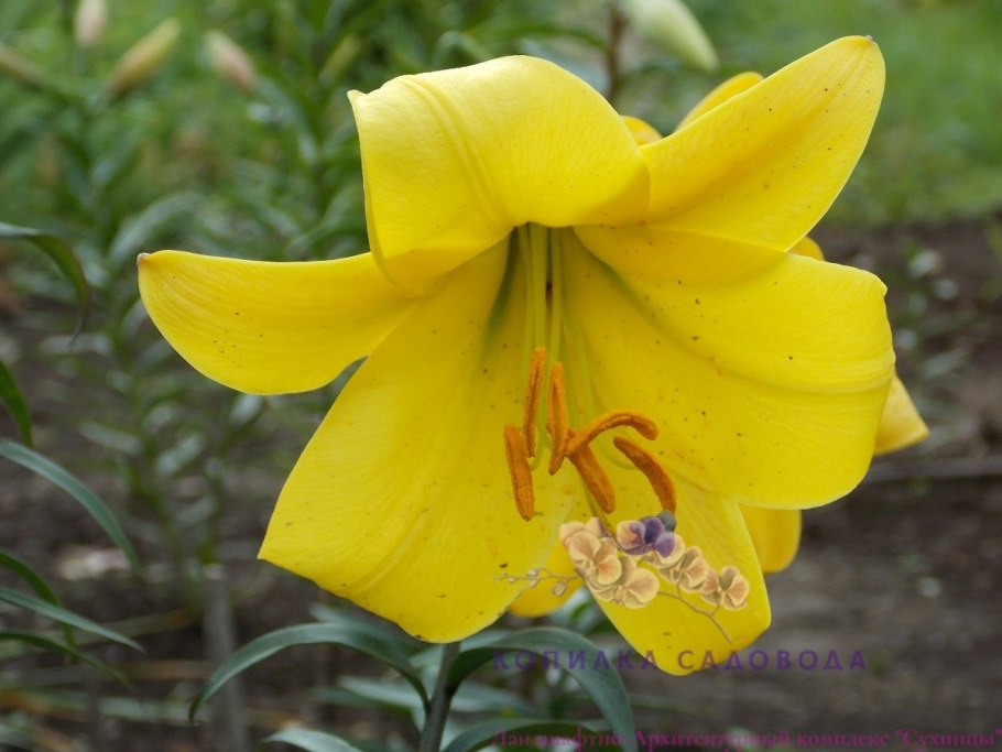 Лилия Йеллоу вин