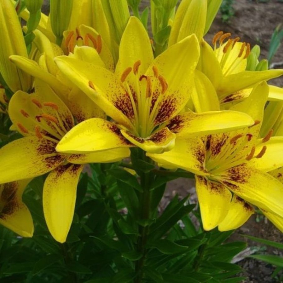 Лилия оранж планет