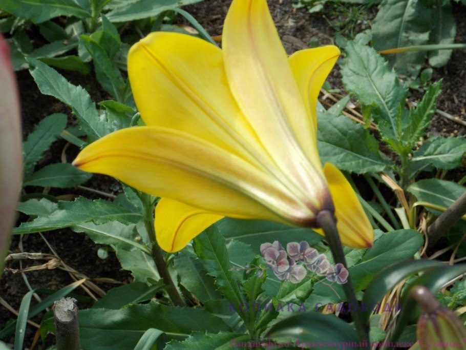 Дабл Йеллоу Лилия