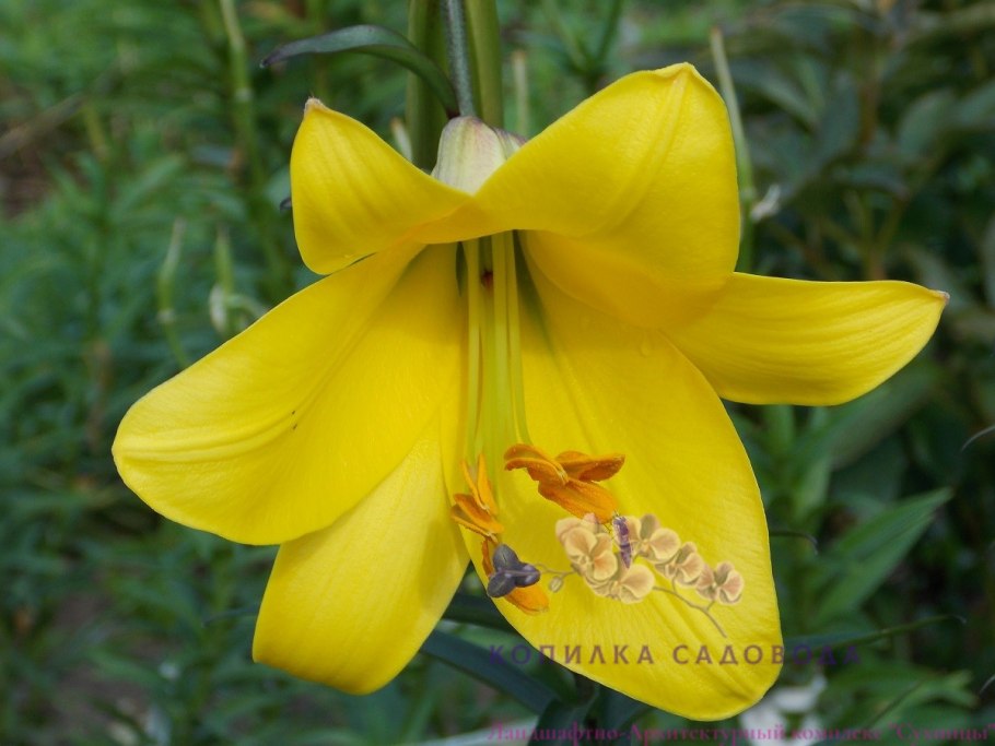 Лилия ФАНТАЗИАТИК Йеллоу хотспот