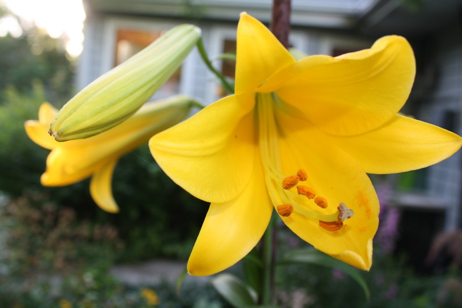 Лилия Йеллоу планет трубчатая