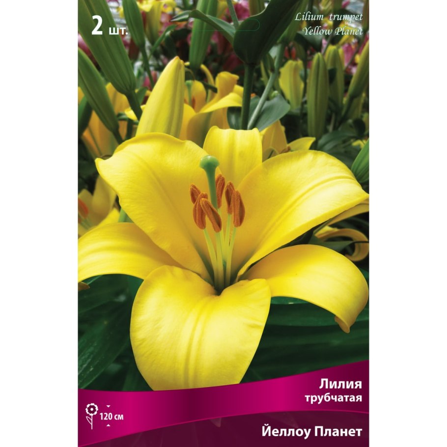 Лилия эль диво (ла-гибрид)