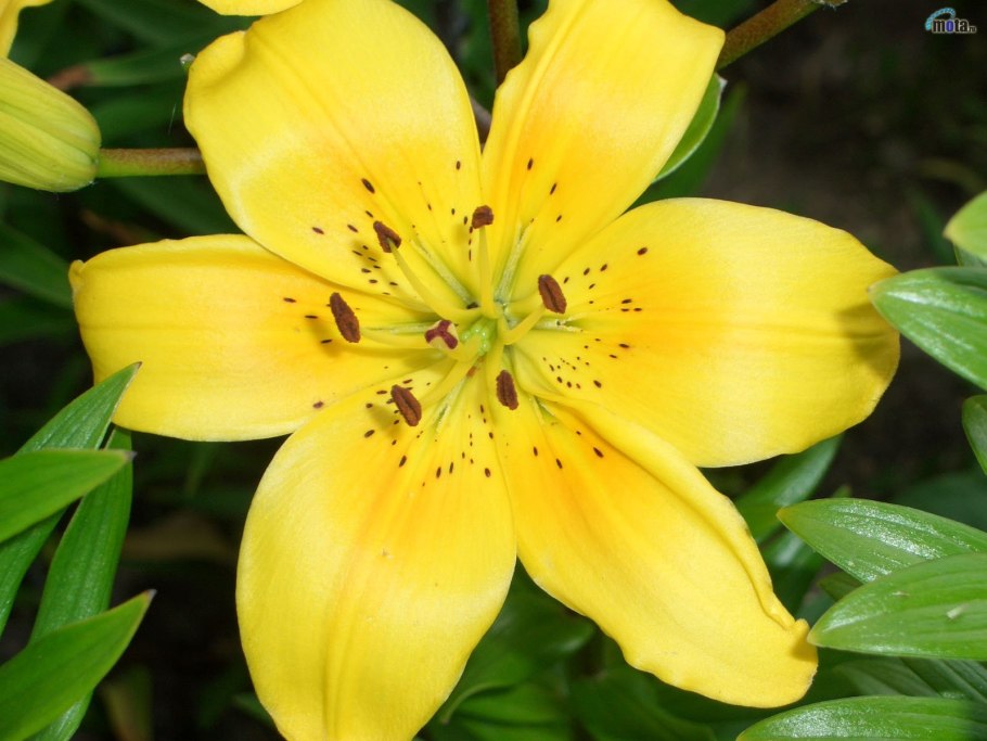 Лилия йеллоу даймонд