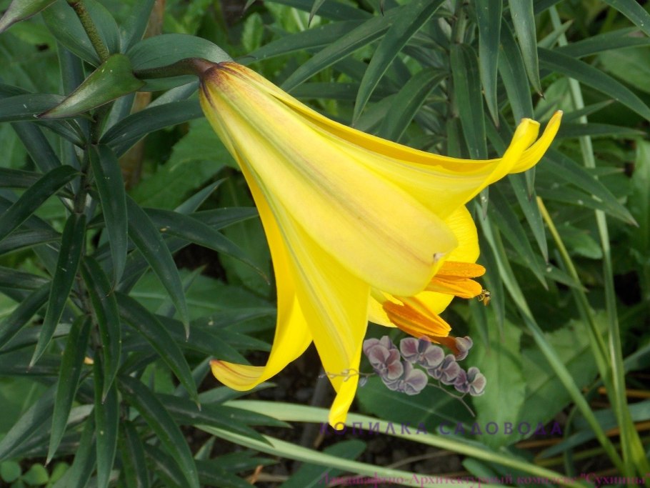 Лилия Йеллоу Белиз