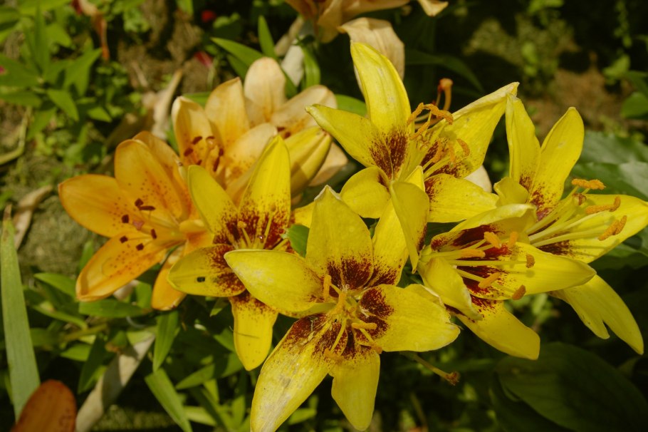 Лилия Йеллоу Каунти