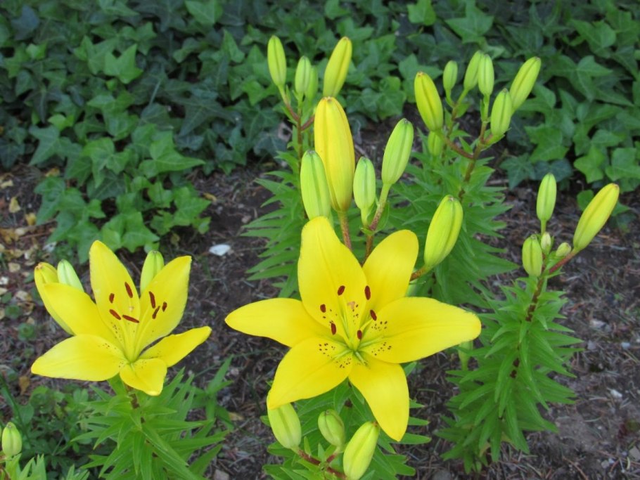 Лилия Golden Splendour