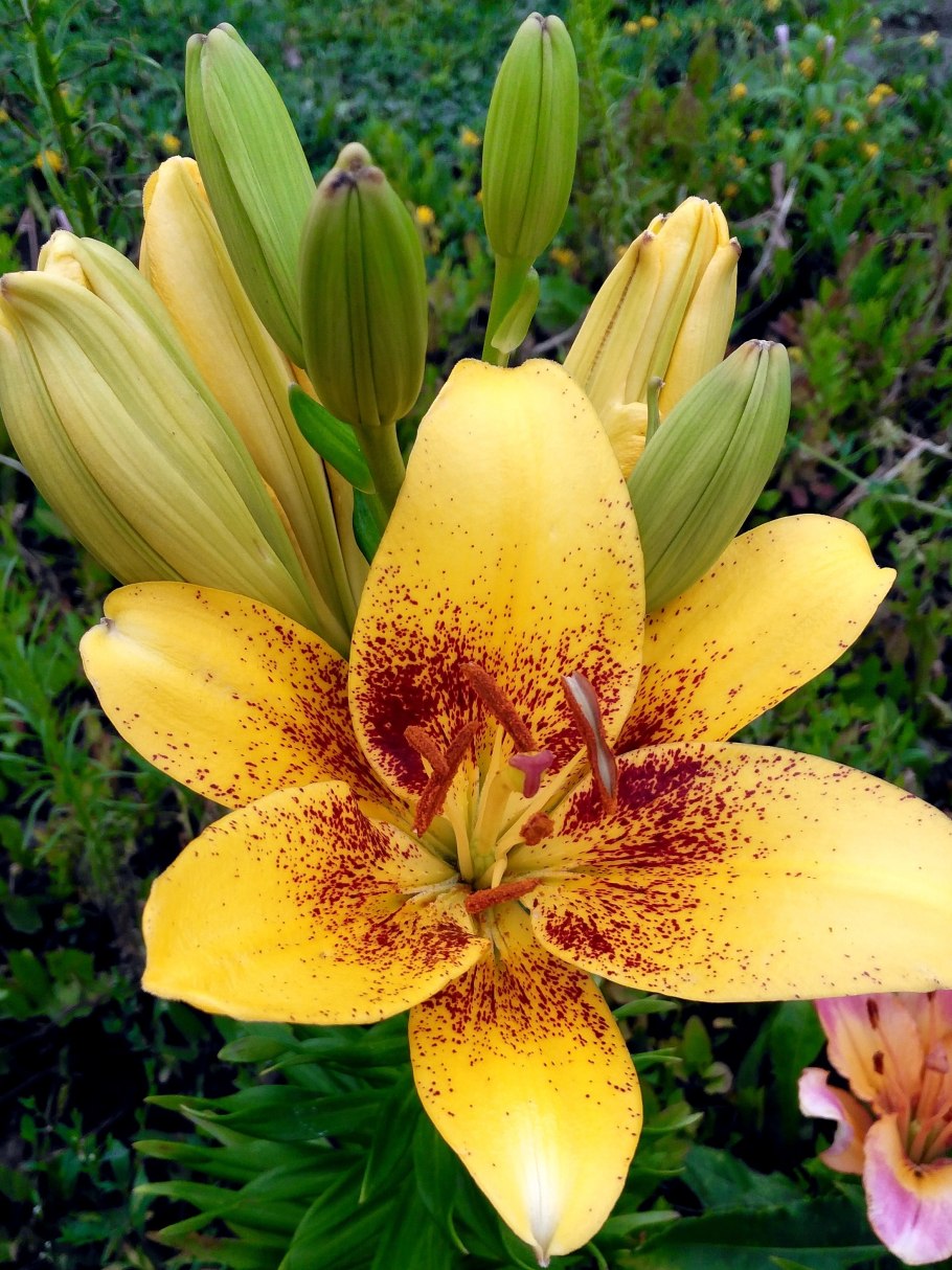 Лилия Йеллоу диамонд