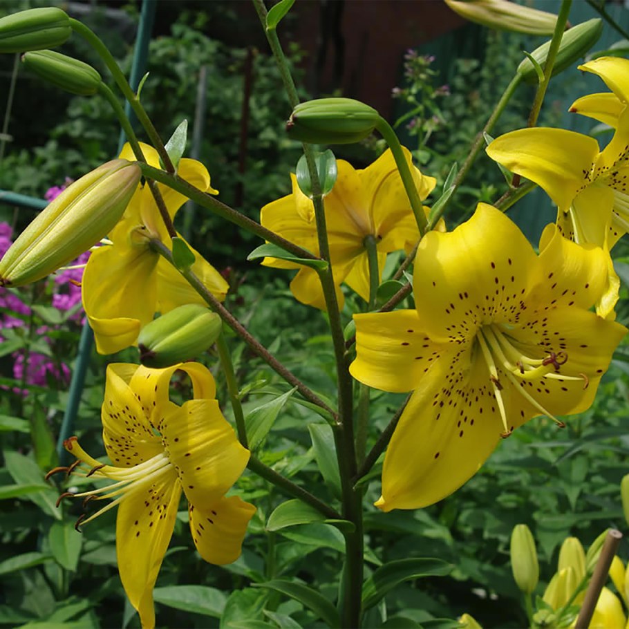 Лилия йеллоу брюс