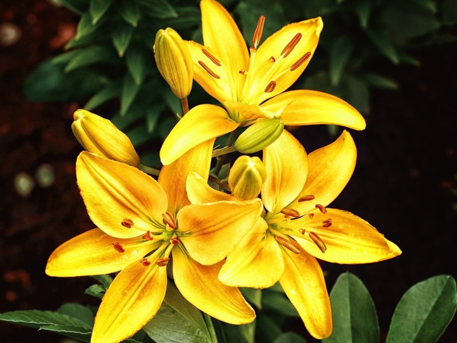 Лилия Yellow Planet