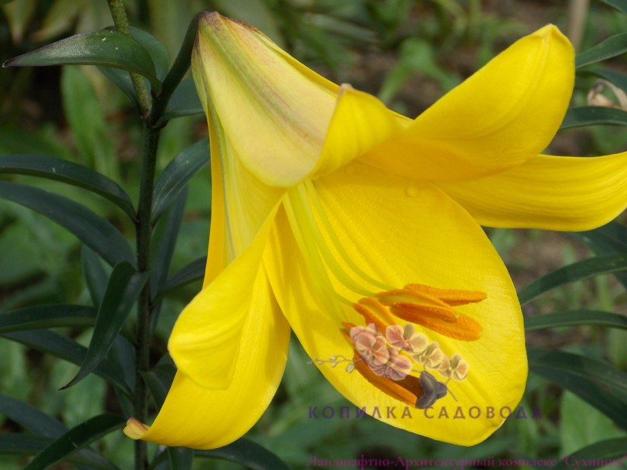 Лилия Голден Спайдер