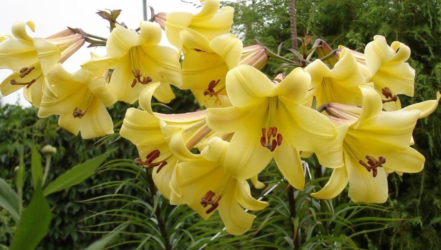 Лилия трубчатая Голден Сплендор