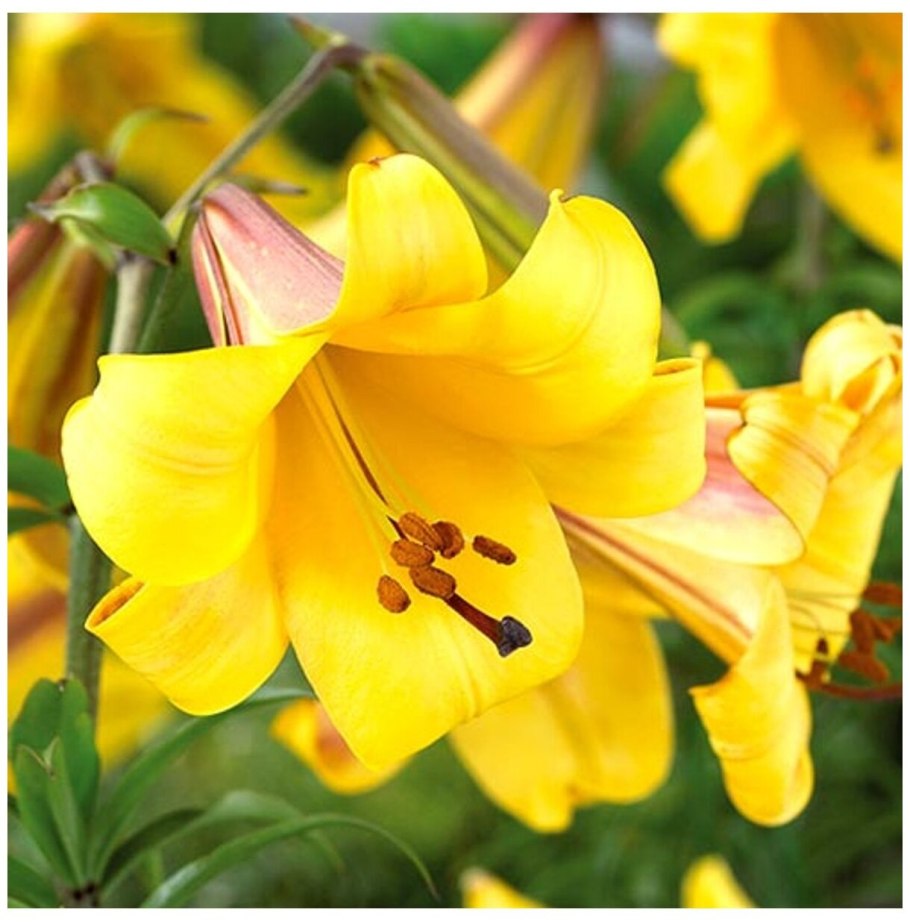 Лилия трубчатая голден сплендор