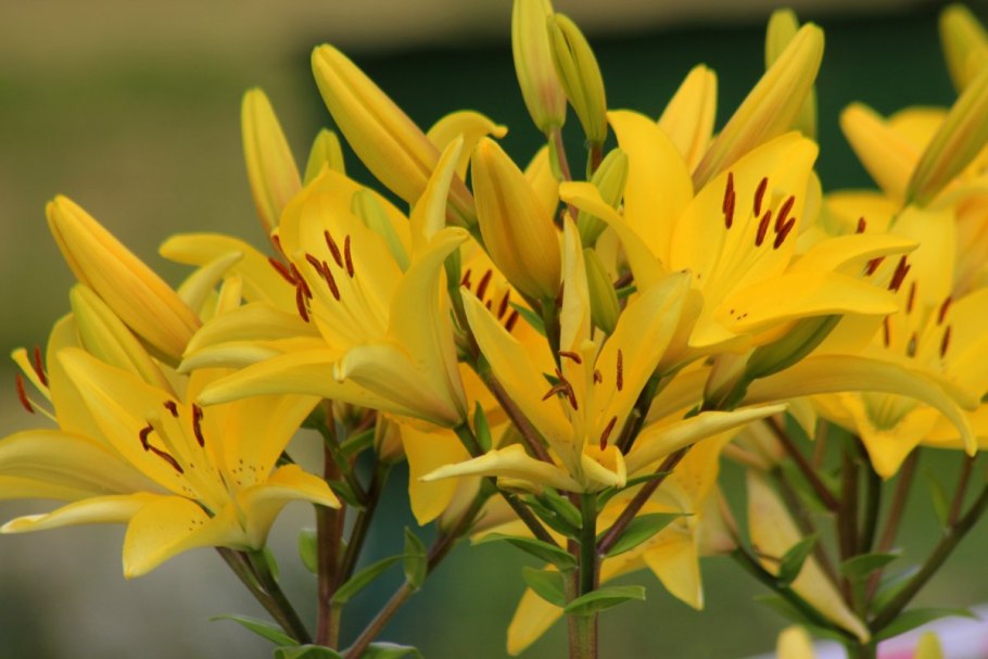 Лилия Йеллоу Каунти КОЛОРЛАЙН