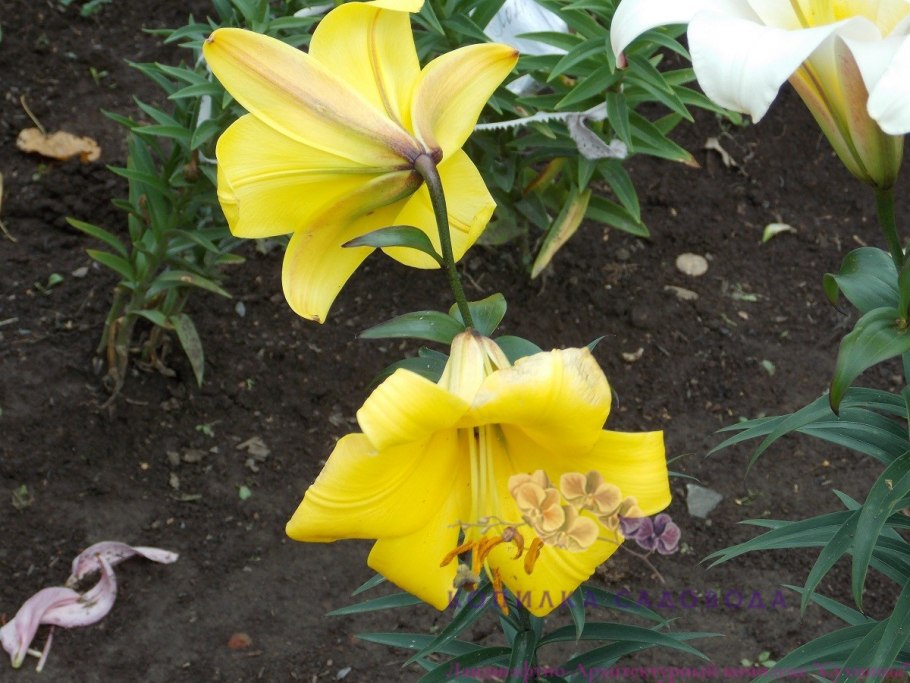 Лилия Yellow Planet