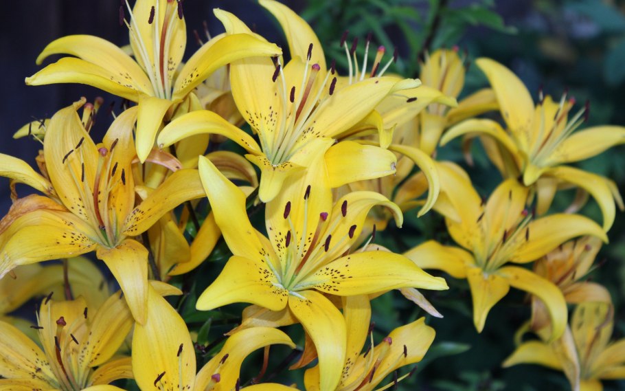 Лилия Йеллоу планет трубчатая