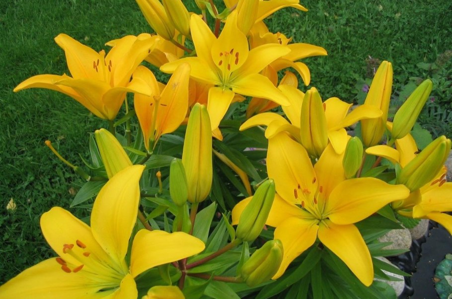 Лилия эль диво (ла-гибрид)