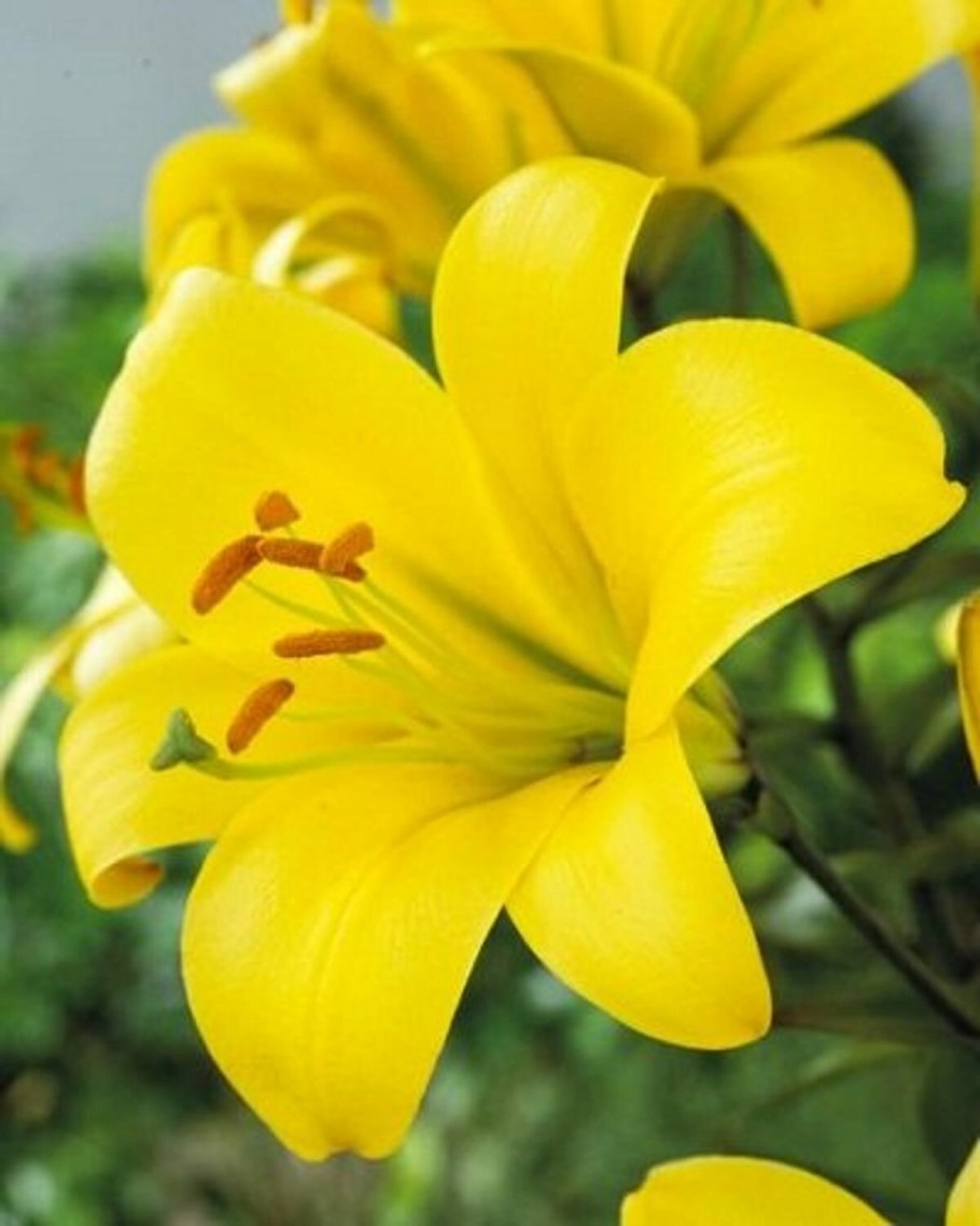 Лилия азиатская "Yellow County"