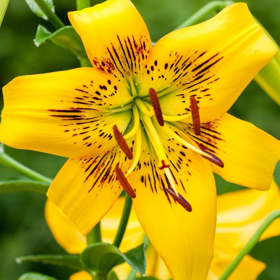 Лилия Yellow Planet