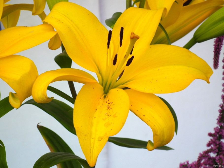 Лилия азиатская Йеллоу браш