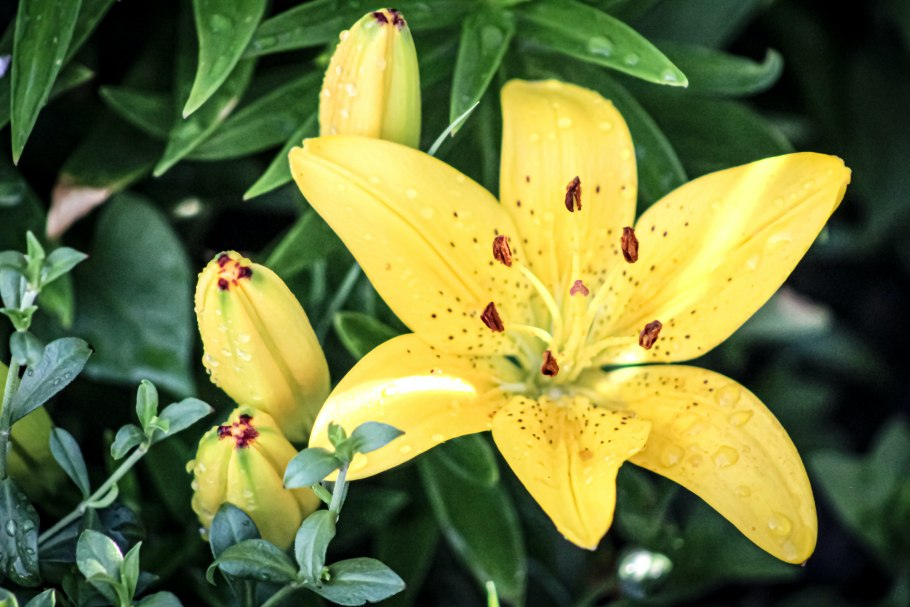 Лилия трубчатая Голден Сплендор