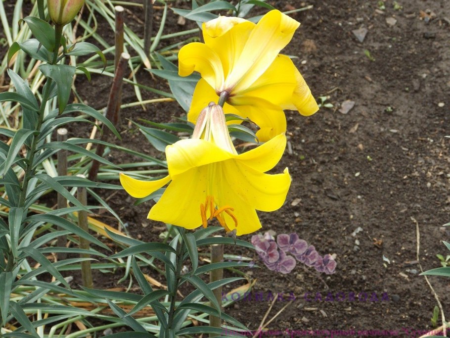 Лилия Yellow Planet