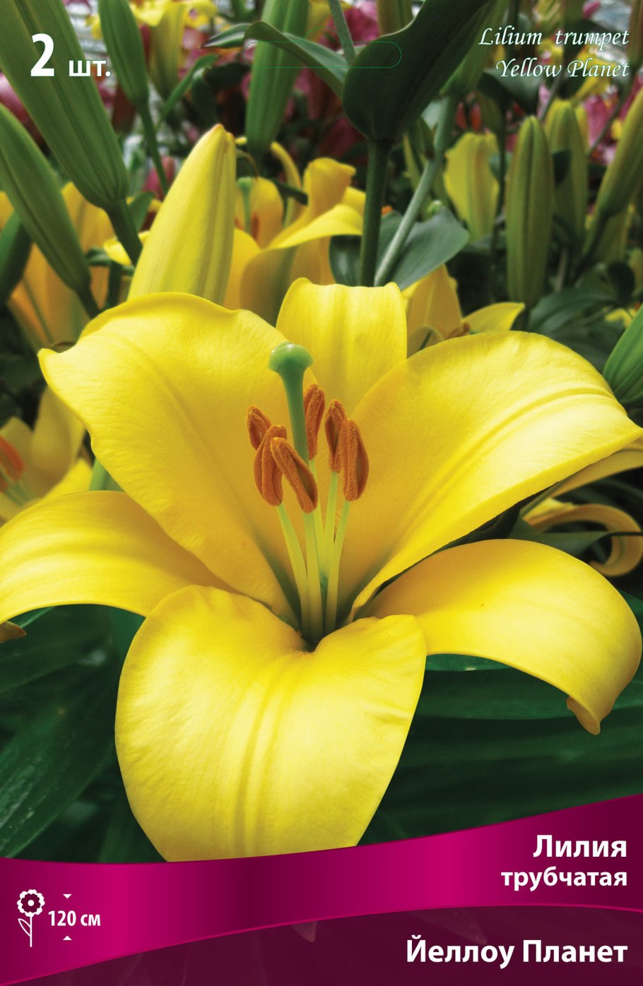 Лилия трубчатая йеллоу планет