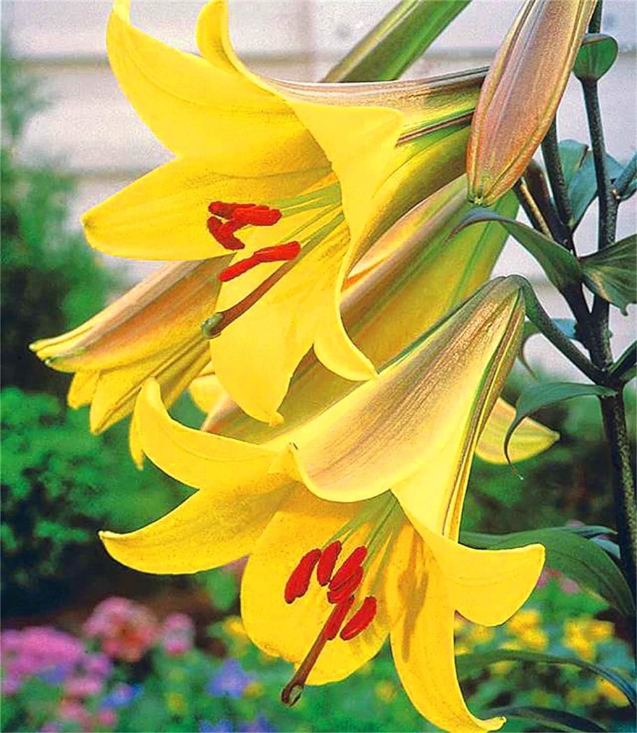 Лилия голден сплендор