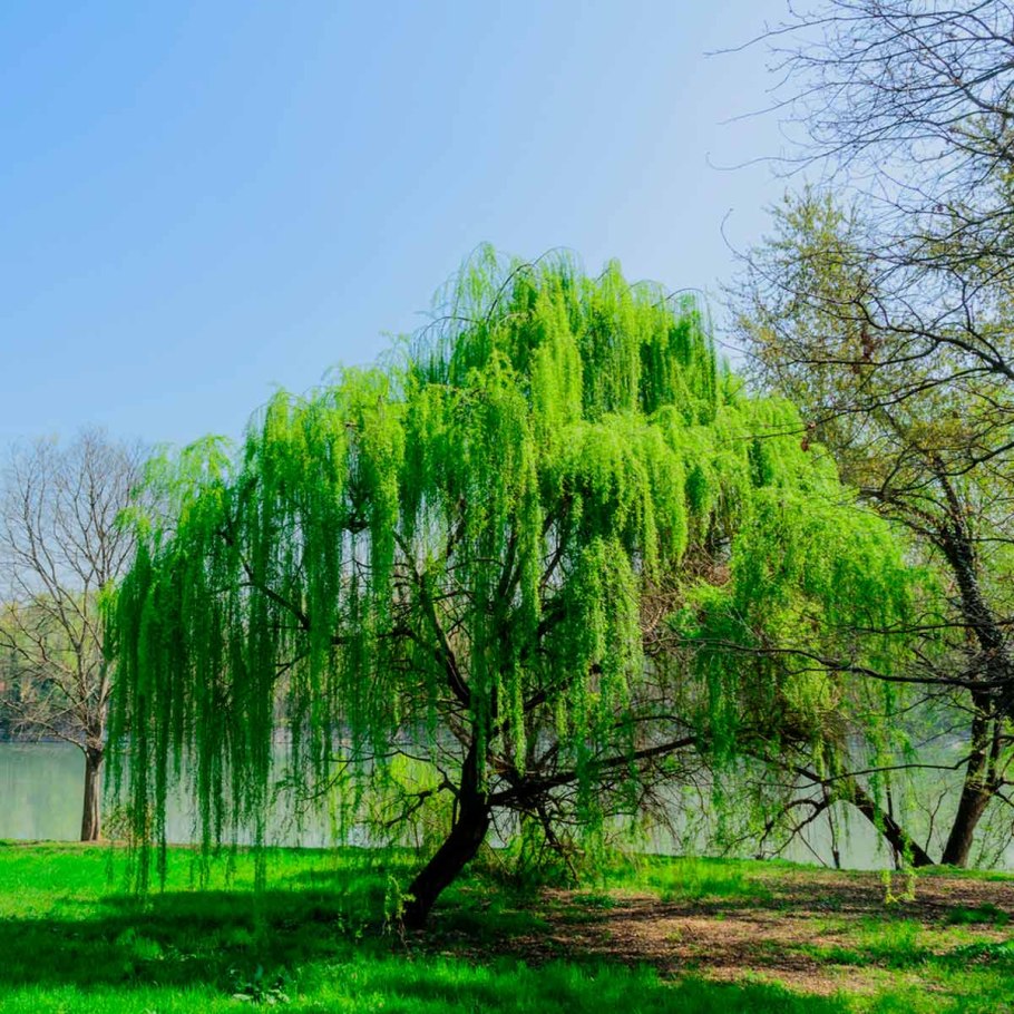 Ива белая (Salix Alba)