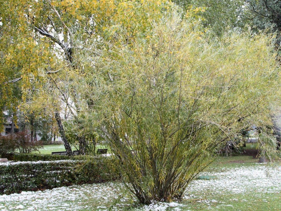Ива белая Тристис Salix Alba &#96;tristis&#96;