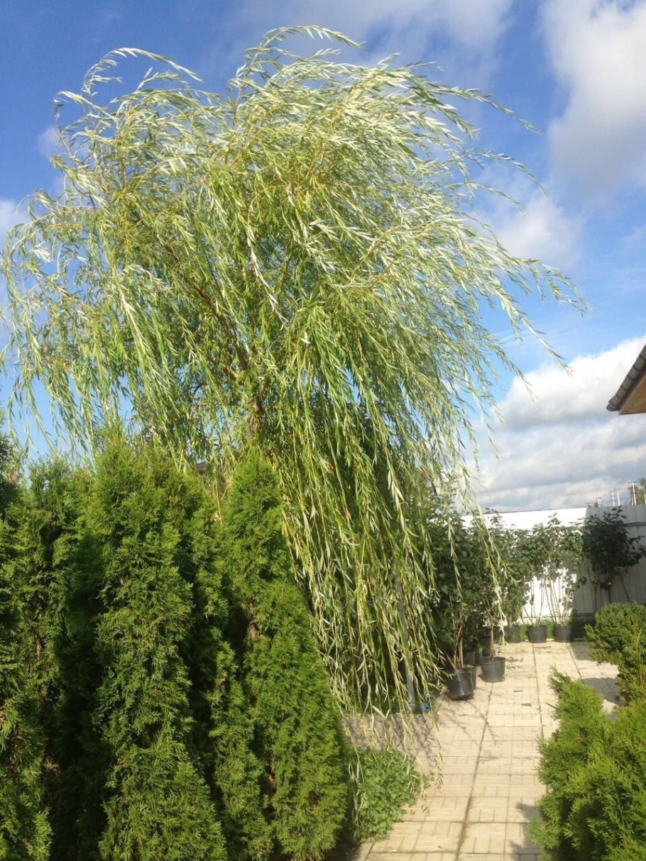 Ива белая Пендула